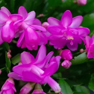 Purple Thanksgiving Cactus Live Plant – 3 inch Pot – Indoor Flowering Succulent - Image 3