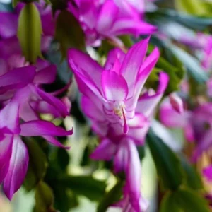 Purple Thanksgiving Cactus Live Plant – 3 inch Pot – Indoor Flowering Succulent - Image 4