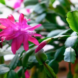 Purple Thanksgiving Cactus Live Plant – 3 inch Pot – Indoor Flowering Succulent - Image 5
