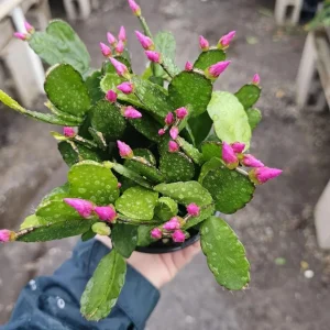 Purple Thanksgiving Cactus Live Plant – 3 inch Pot – Indoor Flowering Succulent - Image 6