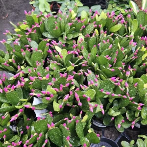 Purple Thanksgiving Cactus Live Plant – 3 inch Pot – Indoor Flowering Succulent - Image 7