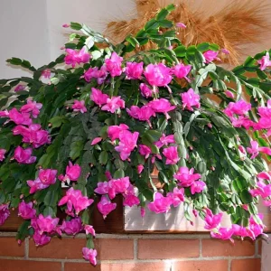 Purple Thanksgiving Cactus Live Plant – 3 inch Pot – Indoor Flowering Succulent - Image 1