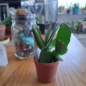 Purple Thanksgiving Cactus Live Plant – 3 inch Pot – Indoor Flowering Succulent - Image 8