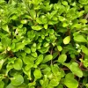 Purslane Edible Live Plant – Portulaca oleracea – 2.5 Pot – Culinary Herb - Image 1