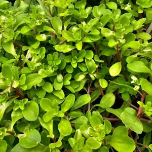 Purslane Edible Live Plant – Portulaca oleracea – 2.5 Pot – Culinary Herb - Image 1