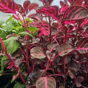 Red Beefsteak Starter Live Plant - Iresine Herbstii Nkaj Liab Hmoob - 1 Live Plant - Image 1