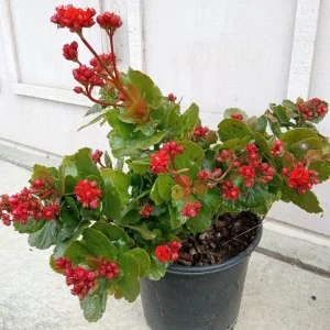 Red Calandiva Kalanchoe Live Plant - Double Blooming Perennial, Flowering, Indoor/Outdoor - Image 2