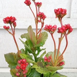 Red Calandiva Kalanchoe Live Plant - Double Blooming Perennial, Flowering, Indoor/Outdoor - Image 3