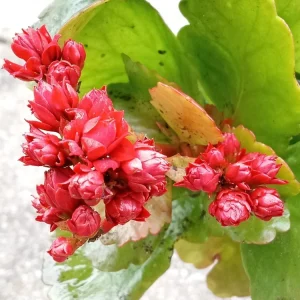 Red Calandiva Kalanchoe Live Plant - Double Blooming Perennial, Flowering, Indoor/Outdoor - Image 4