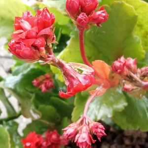 Red Calandiva Kalanchoe Live Plant - Double Blooming Perennial, Flowering, Indoor/Outdoor - Image 5