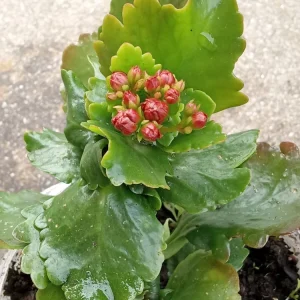 Red Calandiva Kalanchoe Live Plant - Double Blooming Perennial, Flowering, Indoor/Outdoor - Image 6