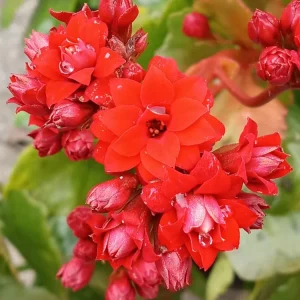 Red Calandiva Kalanchoe Live Plant - Double Blooming Perennial, Flowering, Indoor/Outdoor - Image 1