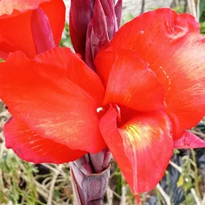 Red Canna Lily Live Plant - Rooted Starter, Large Green Leaf, Outdoor Perennial - Image 2