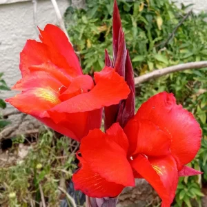 Red Canna Lily Live Plant - Rooted Starter, Large Green Leaf, Outdoor Perennial - Image 3