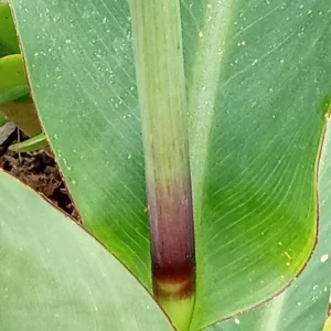 Red Canna Lily Live Plant - Rooted Starter, Large Green Leaf, Outdoor Perennial - Image 4
