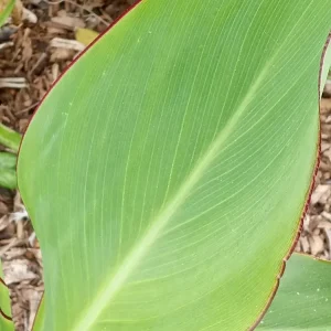 Red Canna Lily Live Plant - Rooted Starter, Large Green Leaf, Outdoor Perennial - Image 5