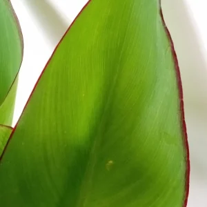 Red Canna Lily Live Plant - Rooted Starter, Large Green Leaf, Outdoor Perennial - Image 6