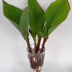 Red Canna Lily Live Plant - Rooted Starter, Large Green Leaf, Outdoor Perennial - Image 7