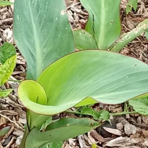Red Canna Lily Live Plant - Rooted Starter, Large Green Leaf, Outdoor Perennial - Image 8