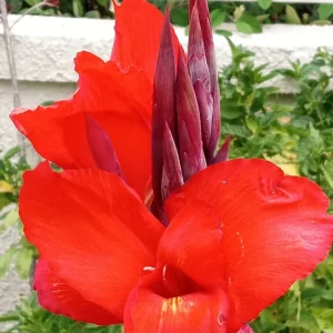 Red Canna Lily Live Plant - Rooted Starter, Large Green Leaf, Outdoor Perennial - Image 1