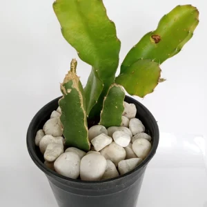 Red Flesh Dragon Fruit Cuttings – 3 Live Matured Pitaya Plants 8 inch – Outdoor - Image 3