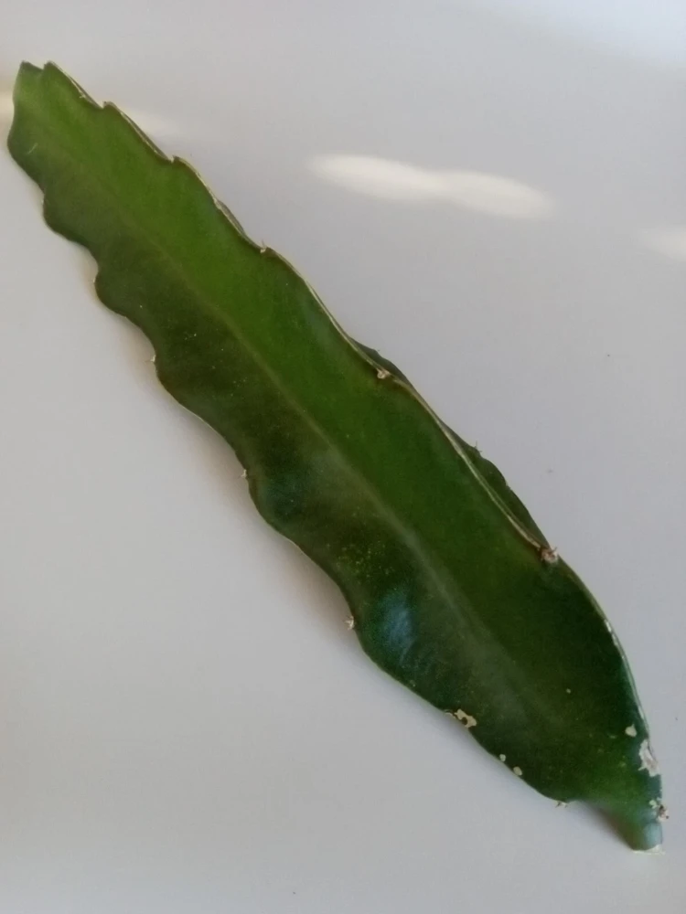 Red Flesh Dragon Fruit Cuttings – 3 Live Matured Pitaya Plants 8 inch – Outdoor - Image 5