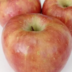 Red Fuji Apple Seeds - 10 Count - Organic Sweet Crispy Fruit Tree Seeds - Image 2