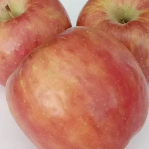 Red Fuji Apple Seeds - 10 Count - Organic Sweet Crispy Fruit Tree Seeds - Image 3