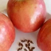 Red Fuji Apple Seeds - 10 Count - Organic Sweet Crispy Fruit Tree Seeds - Image 1