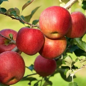 Red Fuji Apple Seeds - 10 Count - Organic Sweet Crispy Fruit Tree Seeds - Image 4