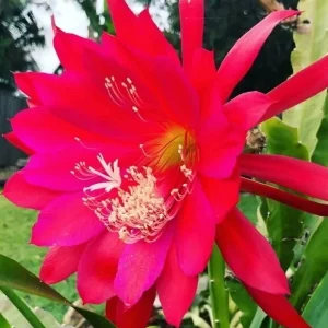 Red German Empress Epiphyllum Cactus Fresh Cutting 6 inch - Indoor/Outdoor Live Plant - Image 2