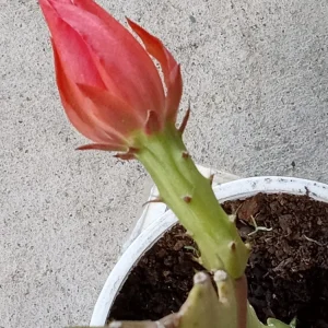 Red German Empress Epiphyllum Cactus Fresh Cutting 6 inch - Indoor/Outdoor Live Plant - Image 3