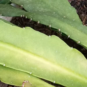 Red German Empress Epiphyllum Cactus Fresh Cutting 6 inch - Indoor/Outdoor Live Plant - Image 6