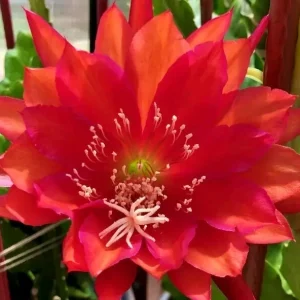Red German Empress Epiphyllum Cactus Fresh Cutting 6 inch - Indoor/Outdoor Live Plant - Image 1