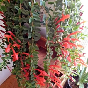 Red Goldfish Plant Live Starter - 6 Rooted Stems Houseplant for Indoor - Image 2