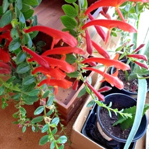 Red Goldfish Plant Live Starter - 6 Rooted Stems Houseplant for Indoor - Image 3