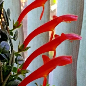 Red Goldfish Plant Live Starter - 6 Rooted Stems Houseplant for Indoor - Image 4