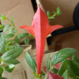 Red Goldfish Plant Live Starter - 6 Rooted Stems Houseplant for Indoor - Image 5