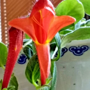 Red Goldfish Plant Live Starter - 6 Rooted Stems Houseplant for Indoor - Image 6