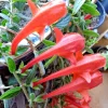 Red Goldfish Plant Live Starter - 6 Rooted Stems Houseplant for Indoor - Image 1