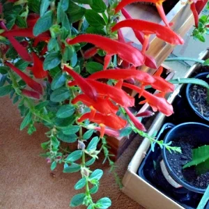 Red Goldfish Plant Live Starter - 6 Rooted Stems Houseplant for Indoor - Image 9