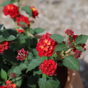 Red Lantana Live Plant – 3-5 inches Tall – Perennial Starter Plant – Outdoor - Image 2