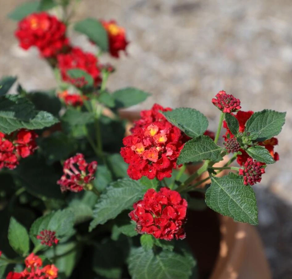 Red Lantana Live Plant – 3-5 inches Tall – Perennial Starter Plant – Outdoor - Image 2