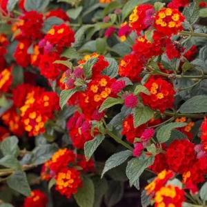 Red Lantana Live Plant – 3-5 inches Tall – Perennial Starter Plant – Outdoor - Image 3