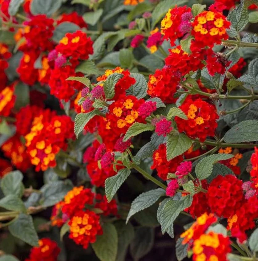 Red Lantana Live Plant – 3-5 inches Tall – Perennial Starter Plant – Outdoor - Image 3