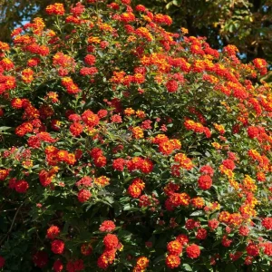 Red Lantana Live Plant – 3-5 inches Tall – Perennial Starter Plant – Outdoor - Image 4