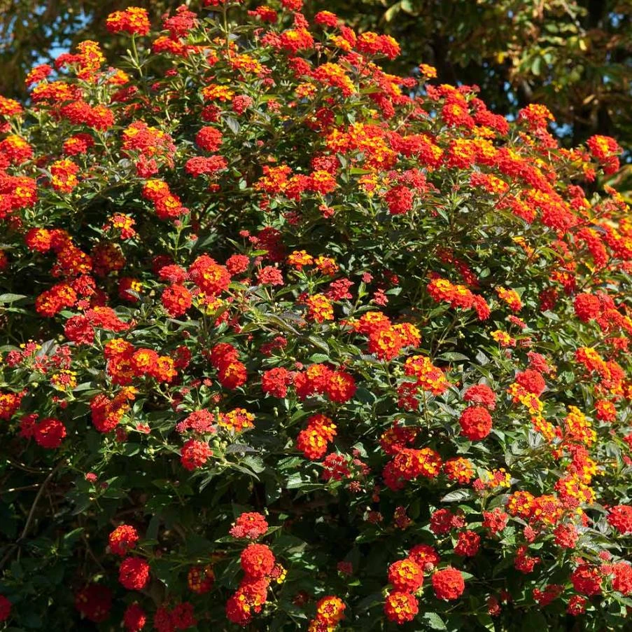 Red Lantana Live Plant – 3-5 inches Tall – Perennial Starter Plant – Outdoor - Image 4