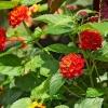 Red Lantana Live Plant – 3-5 inches Tall – Perennial Starter Plant – Outdoor - Image 1