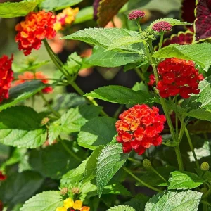 Red Lantana Live Plant – 3-5 inches Tall – Perennial Starter Plant – Outdoor - Image 1