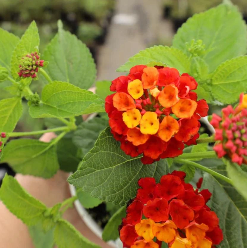 Red Lantana Live Plant – 3-5 inches Tall – Perennial Starter Plant – Outdoor - Image 5